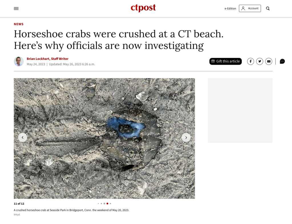 CT Post Takes Note of Horseshoe Crabs